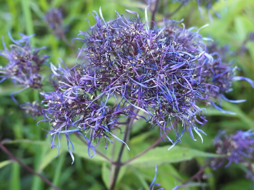 P7190015