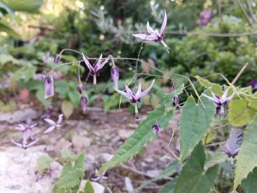 fargesii pink constellation 23 6 14 4