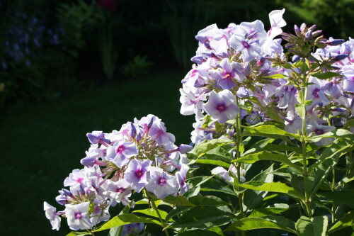 SONY DSC