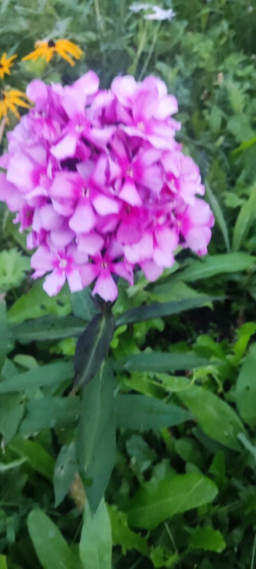 IMG 20230805 210608