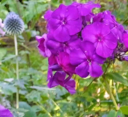 phlox purple