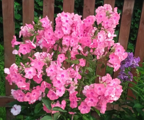 pink-phlox-Aug-94083b3b0ab5527b0.jpg