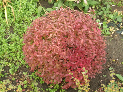 DSCF950213595fe85bdf9776.jpg