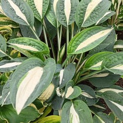 Pin-upd131648f1ecbca44