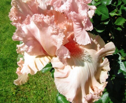 13.06.23  "Страна лотусов" цветет рано, хотя считается средним по срокам цветения