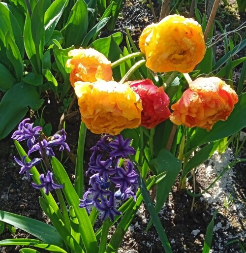 tulipa 5 may