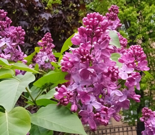 town lilac 1