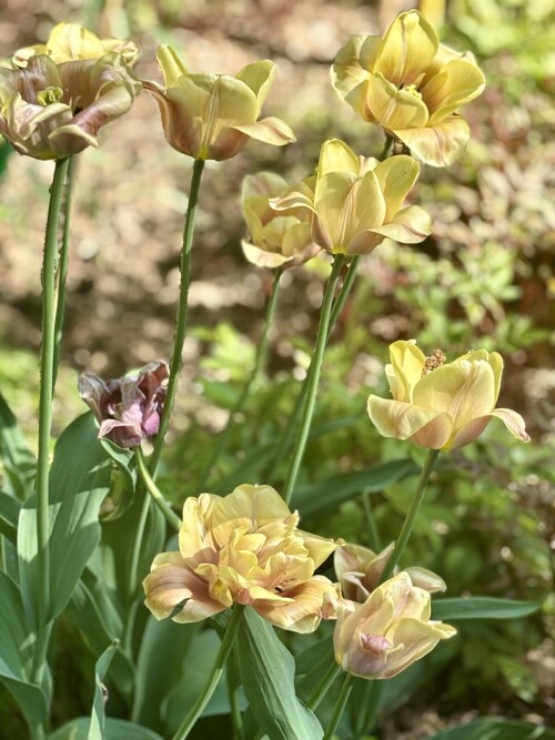 Tulipa La Belle Epoque