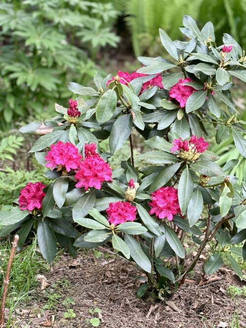 Rhododendron Nova Zembla 2024
