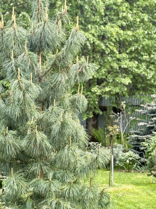 Pinus koraiensis Jack Corbit
