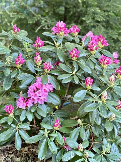 Rhododendron Haaga 2024