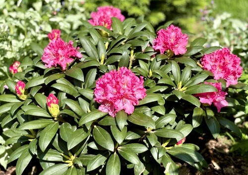 Rhododendron yak. Helgoland 24