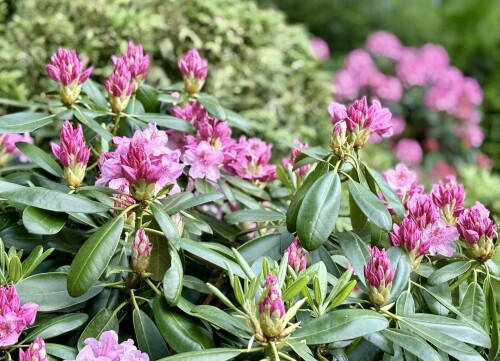 Rhododendron Helsinki University 2024