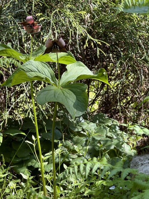 Trillium erectum