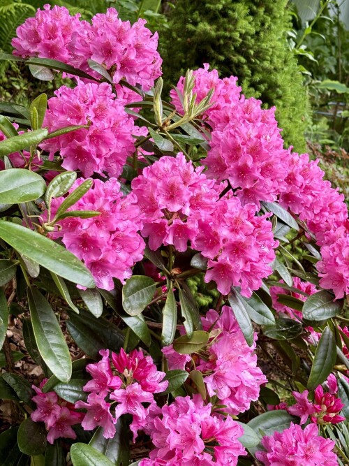 Rhododendron Haaga 2024