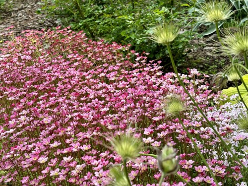 Saxifraga x arendsii Highlander Rose Shades, Saxifraga x arendsii Highlander Red