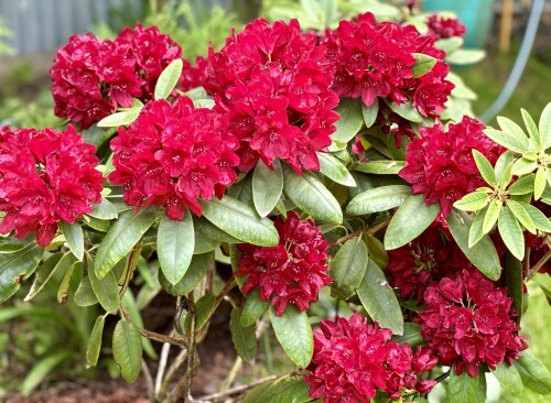 Rhododendron Francesca 2024