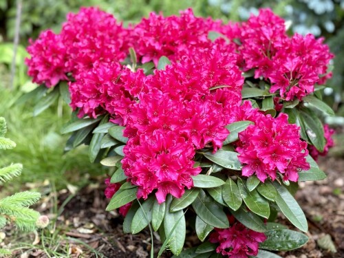 Rhododendron Neon Kiss 2024