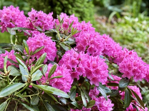 Rhododendron Haaga 2024