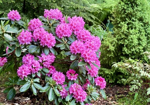 Rhododendron Haaga 2024