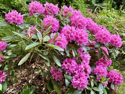 Rhododendron Haaga 2024