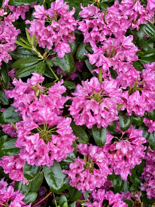 Rhododendron Haaga 2024