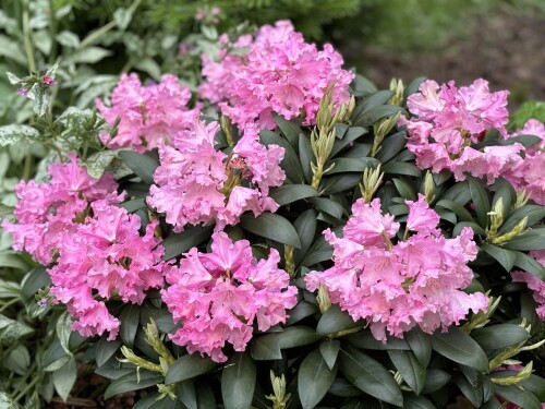 Rhododendron yak. Helgoland 24