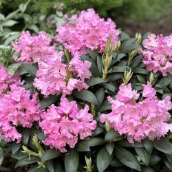 IMG_593358d6c53fdc3bf9d5