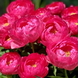 IMG_602845b90bfe3344d77e