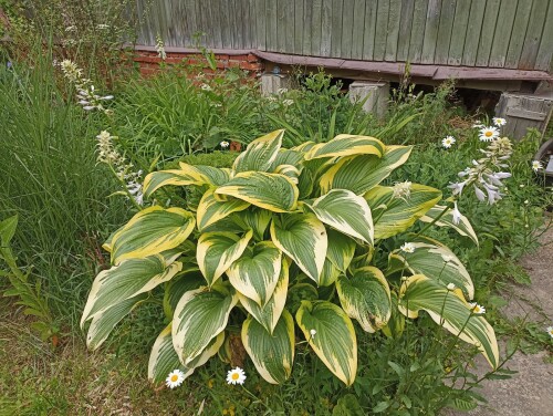 IMG_20240617_074757 Hosta montana aureomarginata