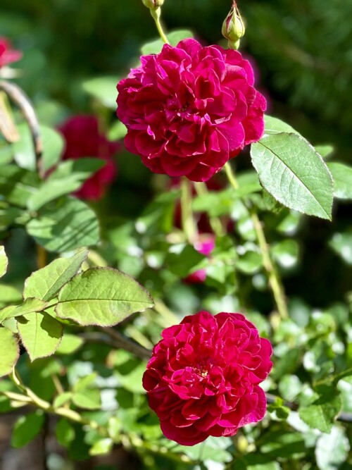 Darcey Bussell