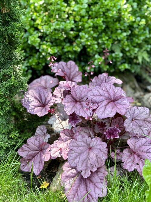 Heuchera Pink Panther