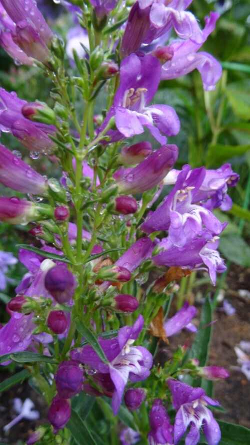 PENSTEMON-S-FIOL.-TVETAMI-1.2c0712556c950ca5c.jpg