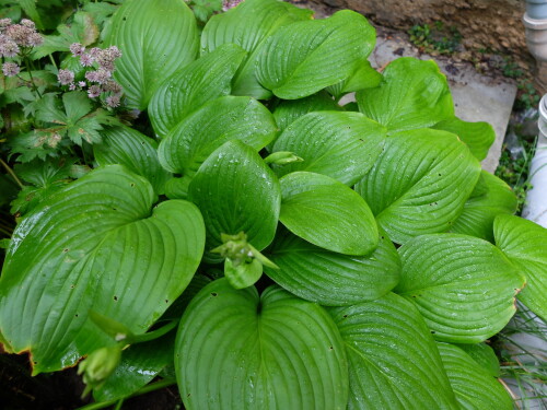 DSCF016441ea9627cda1986e.jpg