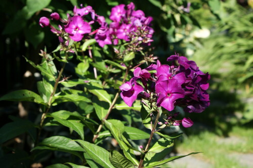 SONY DSC