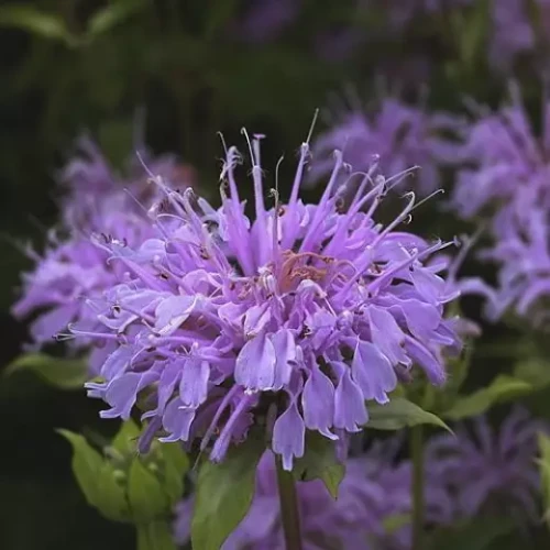 MONARDA-Elsies-Lavender-1.12232505518fe37d6.webp