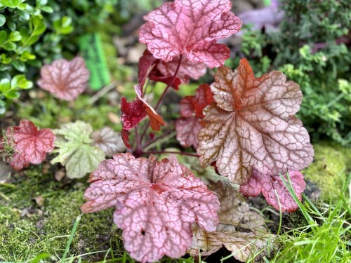 Heuchera Berry Smoothie