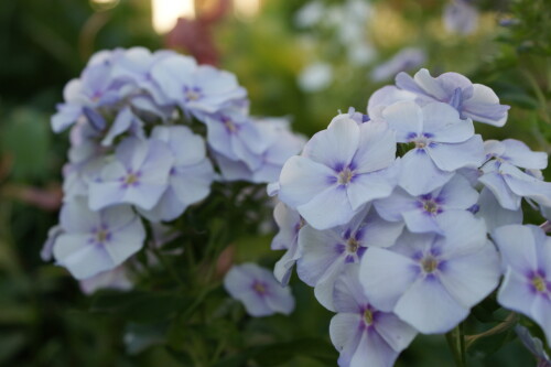 SONY DSC