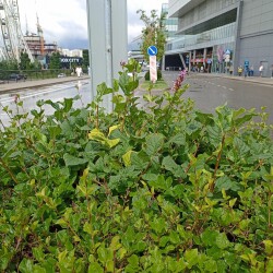 IMG_20240722_1309192b116b52888dc691