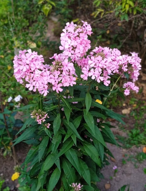 chip 4 SEP phlox