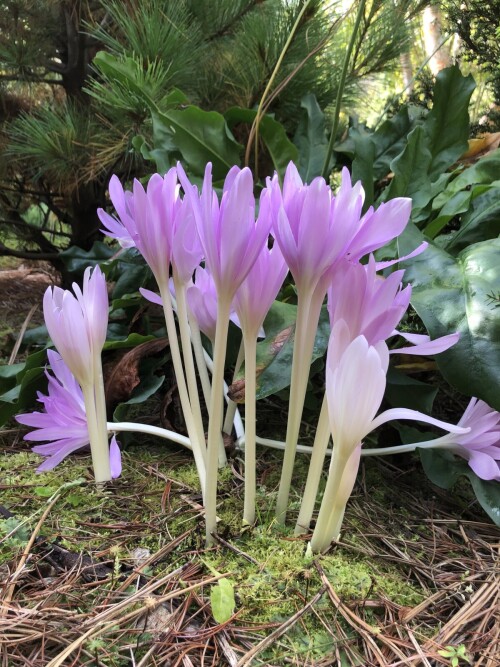  Waterlily
