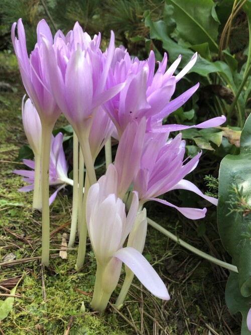  Waterlily