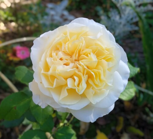 Eugenie-2bd4438eb87483a23.jpg