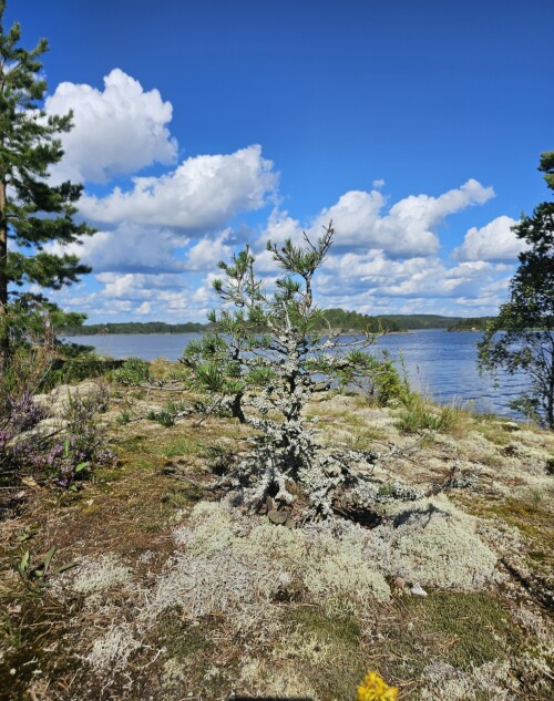 OSTROV_2585521f50272e9f9.jpg