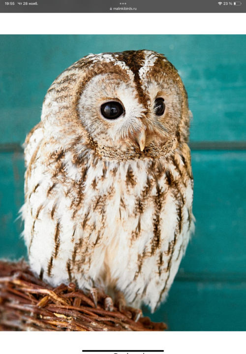 IMG_0806512570907f229b28.png