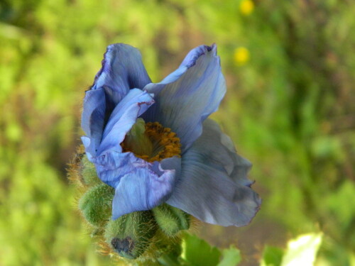 DSCN5333
