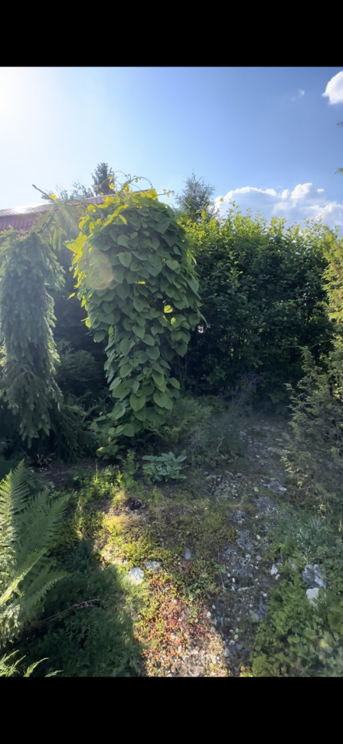 IMG 1715