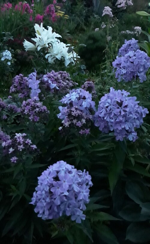 IMG 20250105 131706 264