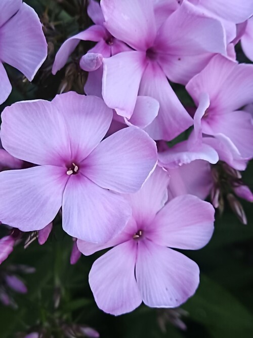 Флокс Большой театр 4 (4)