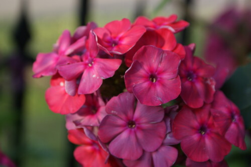 SONY DSC